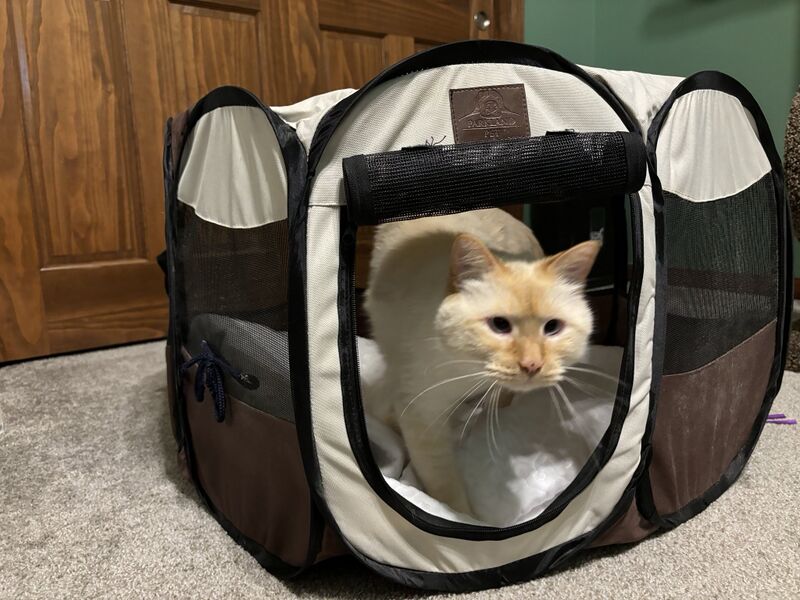 File:Peanut in a Playpen.jpg